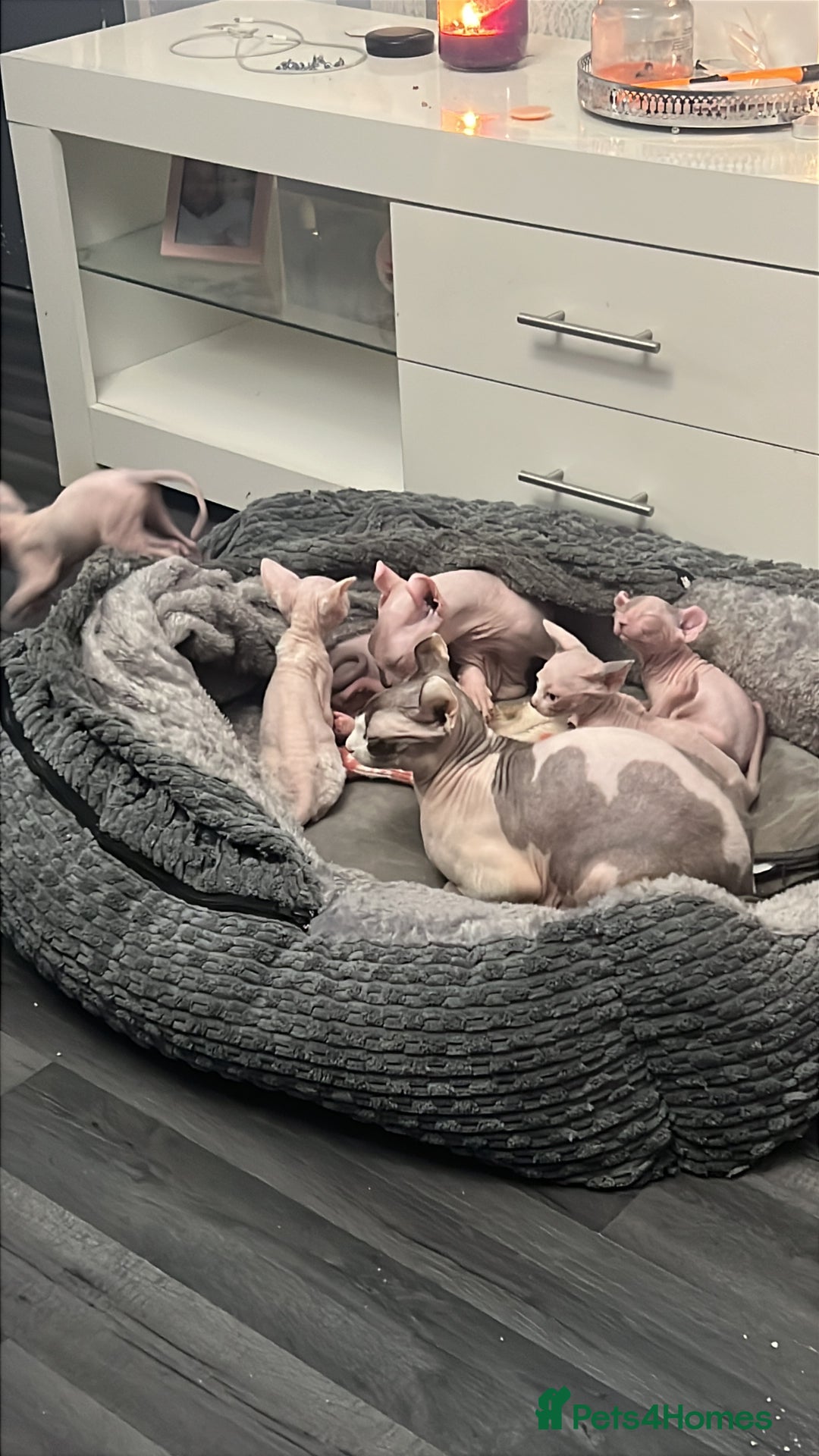 Sphynx cats for sale: Litter of 5 gorgeous baby’s  - Image 7