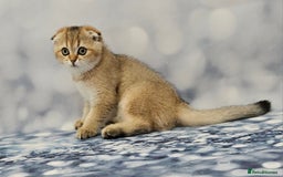 British Shorthair cats for sale: Excellent Scottish straight and fold kittens - Image 1