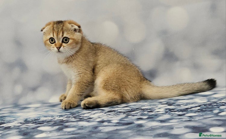 British Shorthair cats - Advert 1