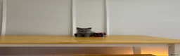 British Shorthair cats for sale: GCCF Pedigree British Shorthair Kittens -blue/grey - Advert 4