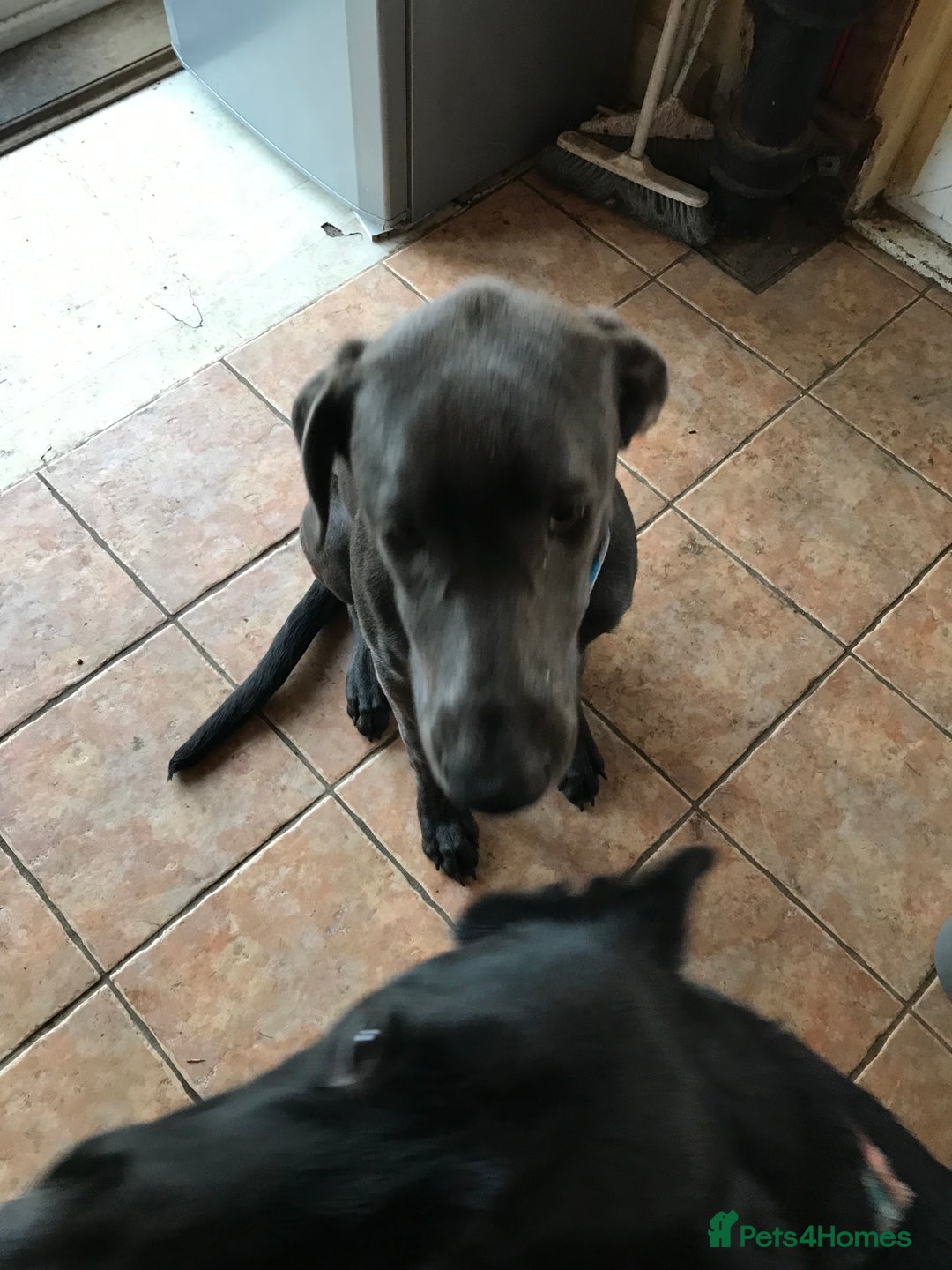 Mixed Breed dogs for sale: Very Unique Blue Great Shepard Puppies  - Advert 7