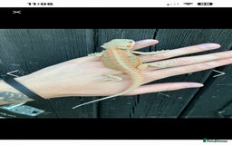 Bearded Dragon reptiles for sale: Alan - Male bearded dragon  - Advert 5