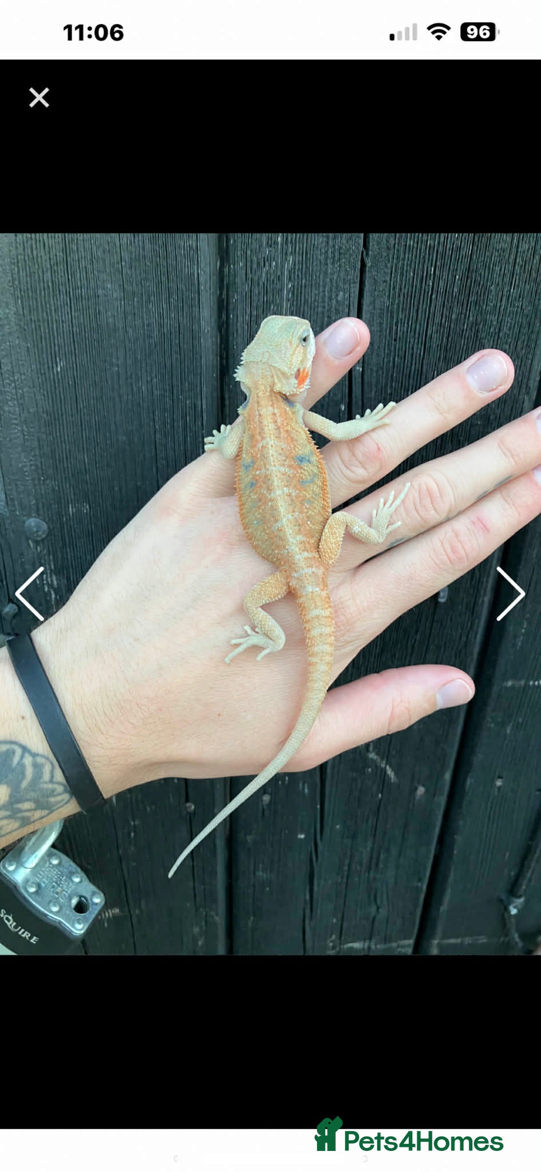 Bearded Dragon reptiles for sale: Alan - Male bearded dragon  - Advert 5
