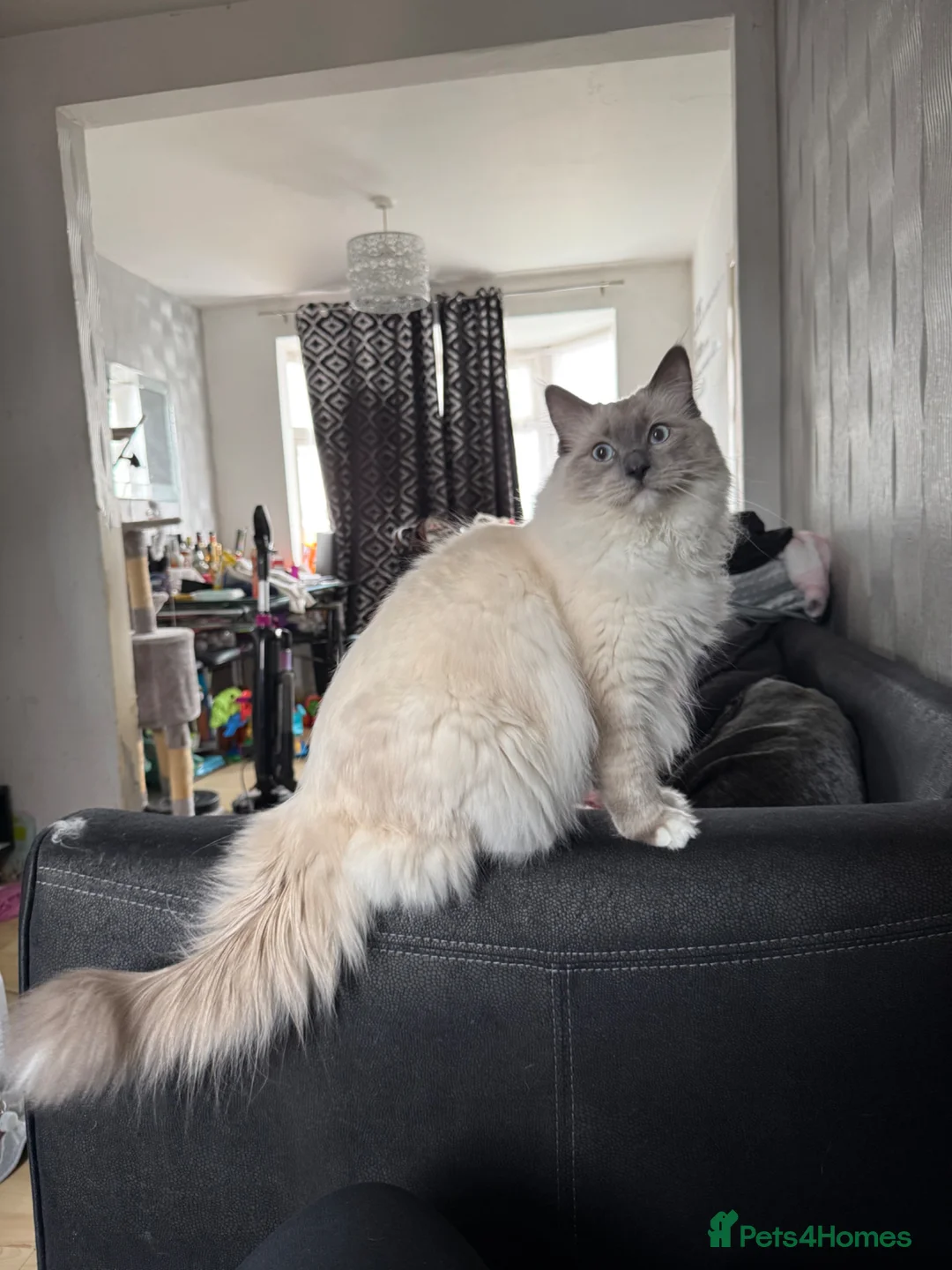 Ragdoll cats for sale: Stunning 10 month old  ragdoll boy - Advert 2