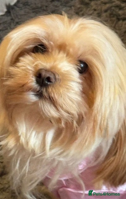 Mixed Breed dogs Our last handsome fur baby left 💙 - Advert 1