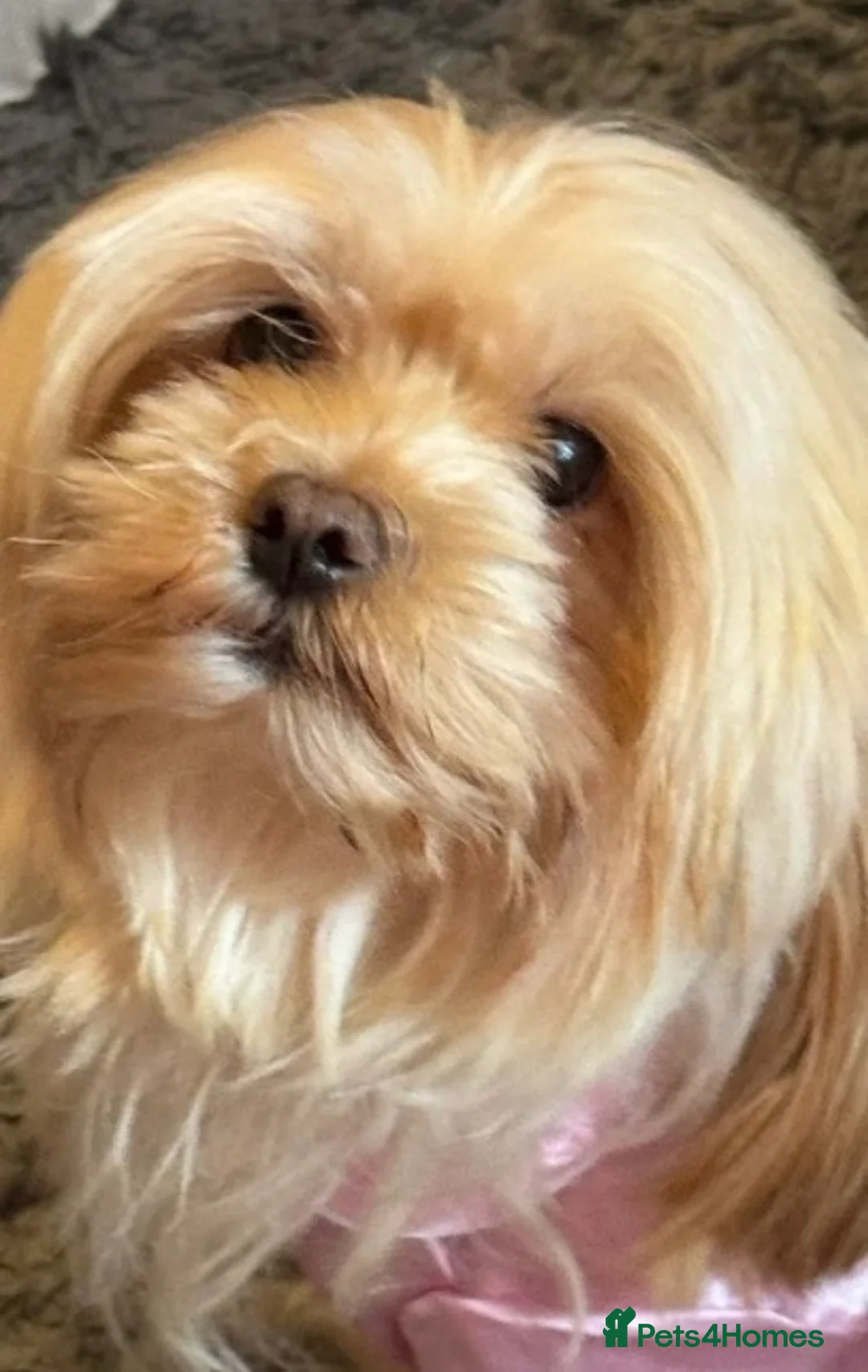 Mixed Breed dogs for sale: Our last handsome fur baby left 💙 - Advert 2