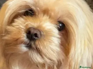 Mixed Breed dogs Our last handsome fur baby left 💙 - Advert 1