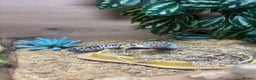 Leopard Gecko reptiles for sale: Leopard Gecko - 10 Months - With Viv - Advert 4
