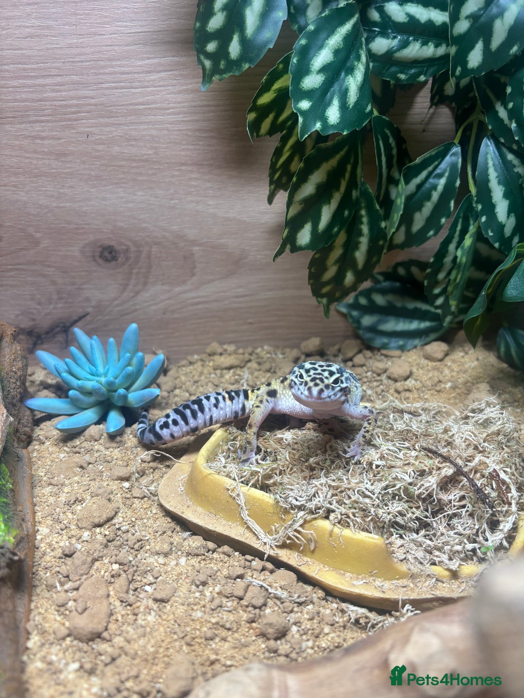 Leopard Gecko reptiles for sale: Leopard Gecko - 10 Months - With Viv - Advert 4