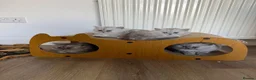 Persian cats for sale: Beautiful Persian Chinchilla Kittens – Ready Now - Advert 2