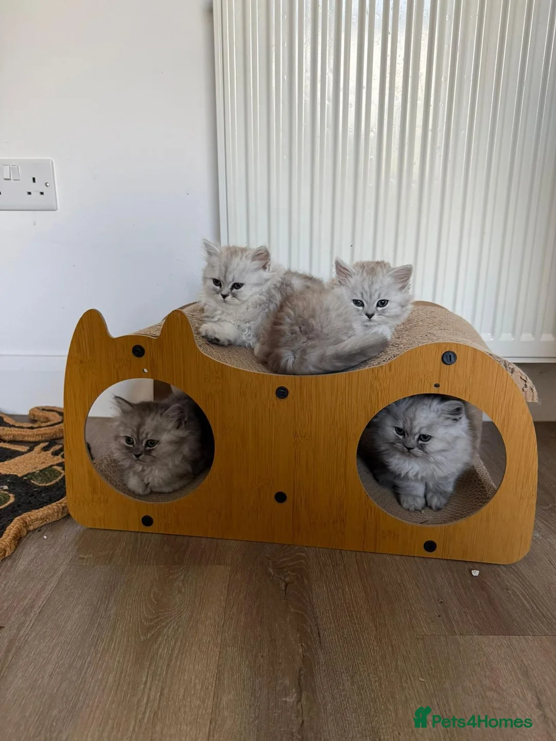 Persian cats for sale: Beautiful Persian Chinchilla Kittens – Ready Now - Advert 2