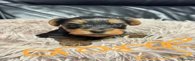 Yorkshire Terrier Puppy 1