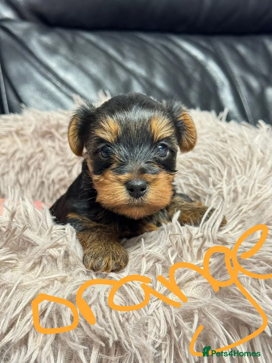 Yorkshire Terrier dogs for sale: Yorkshire terrier  - Advert 7