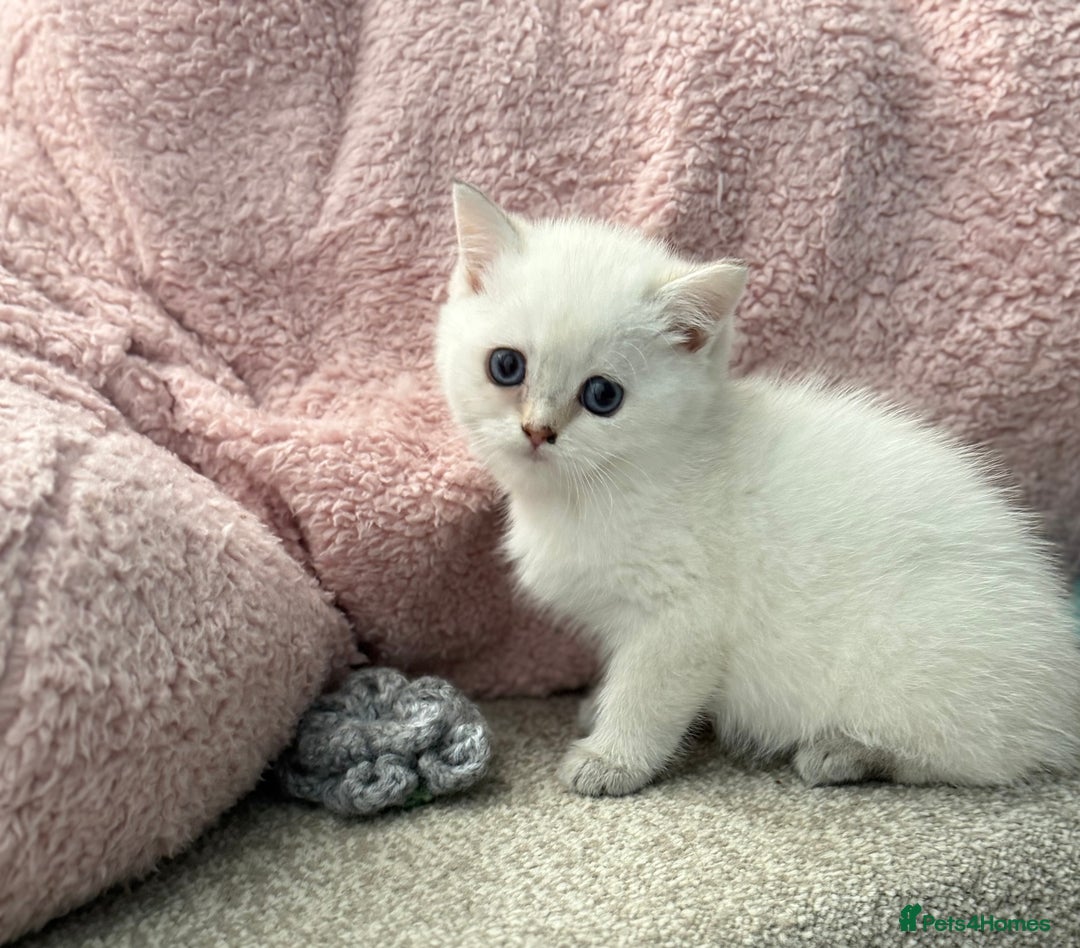 British Shorthair cats for sale: Beautiful GCCF kittens from champion lines  - Image 25