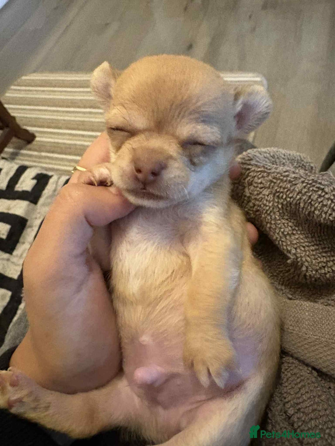 Chihuahua dogs for sale: 5 mini chihuahuas fór sale - Image 2