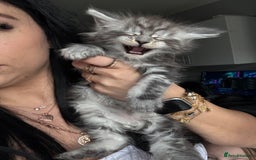 Maine Coon cats for sale: Russian XL maine coons!❤️ready to leave next week! - Image 7
