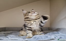 Maine Coon cats for sale: 🍁🍂Good females🏡🎯📣 - Image 34