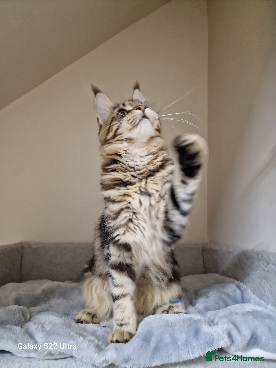 Maine Coon cats for sale: 🍁🍂Good females🏡🎯📣 - Image 34