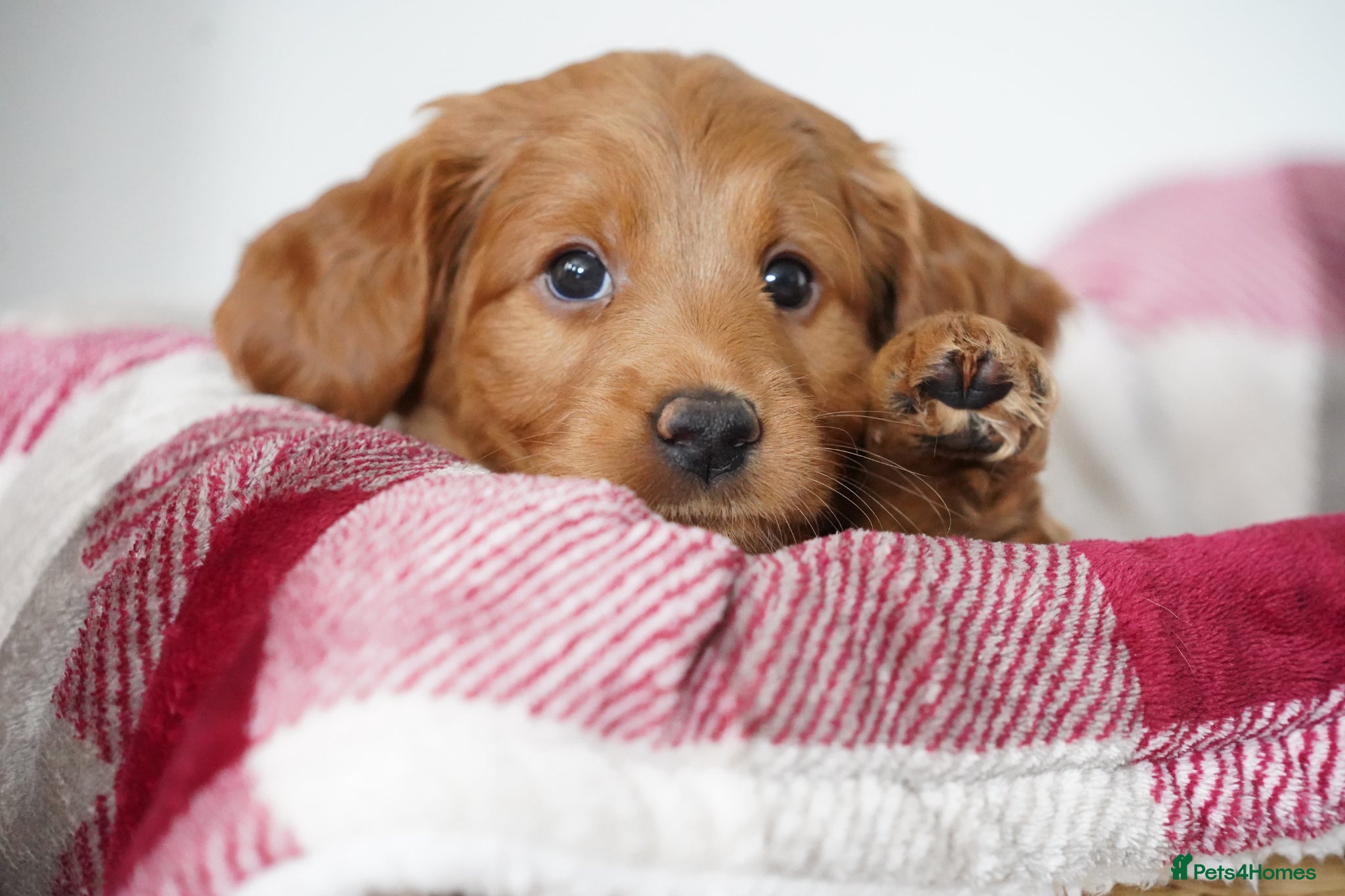 Mini Goldendoodle dogs F1 MINi GOLDENDOODLE PUPPIES - Advert 1