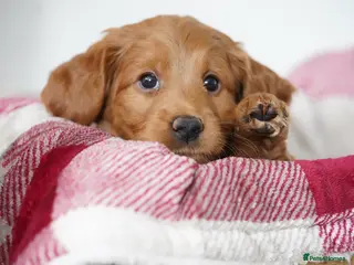 Mini Goldendoodle dogs F1 MINi GOLDENDOODLE PUPPIES - Advert 1