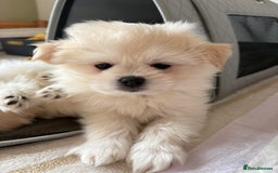 Pomapoo dogs for sale: Pomapoo Puppy - Advert 15