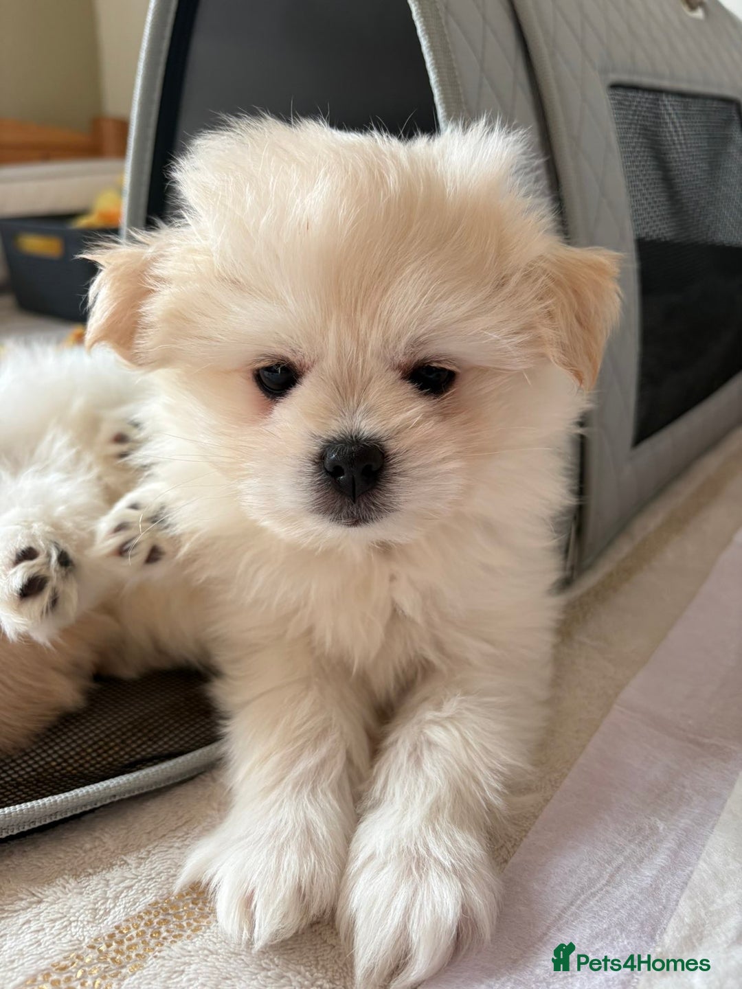 Pomapoo dogs for sale: Pomapoo Puppy - Advert 15