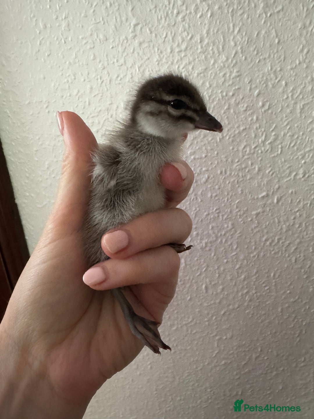 Ducks poultry for sale: Mandarin Duckling looking for a home - Image 1