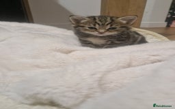 Siberian cats for sale: Siberian/bengal cross kitten  - Image 1
