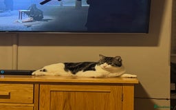 Domestic Shorthair cats for sale: Heartbreakingly a marriage breakup forces rehome - Image 15