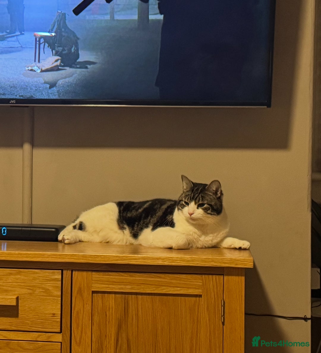 Domestic Shorthair cats for sale: Heartbreakingly a marriage breakup forces rehome - Image 15