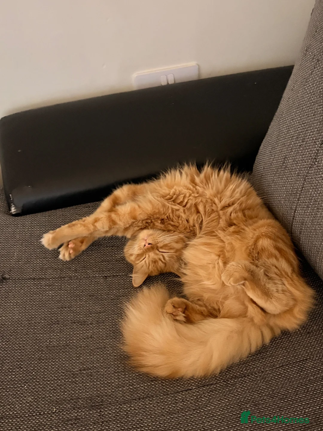 Mixed Breed cats for sale: Beautiful orange long hair female  - Advert 4