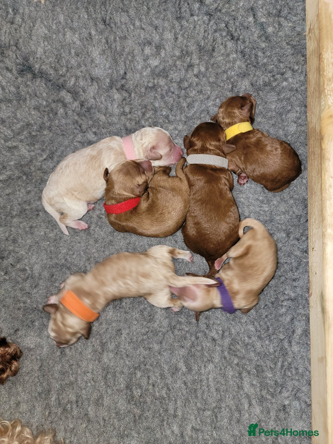 Maltipoo dogs for sale: F1b Maltipoo - Image 5