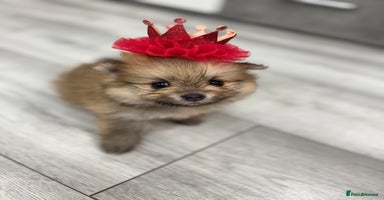 Pomeranian dogs - Advert 1