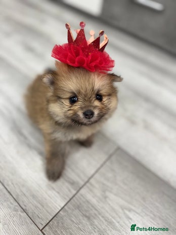 Pomeranian dogs - Advert 1