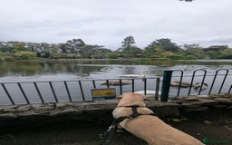 Labrador Retriever dogs for stud: Large male  - Advert 3