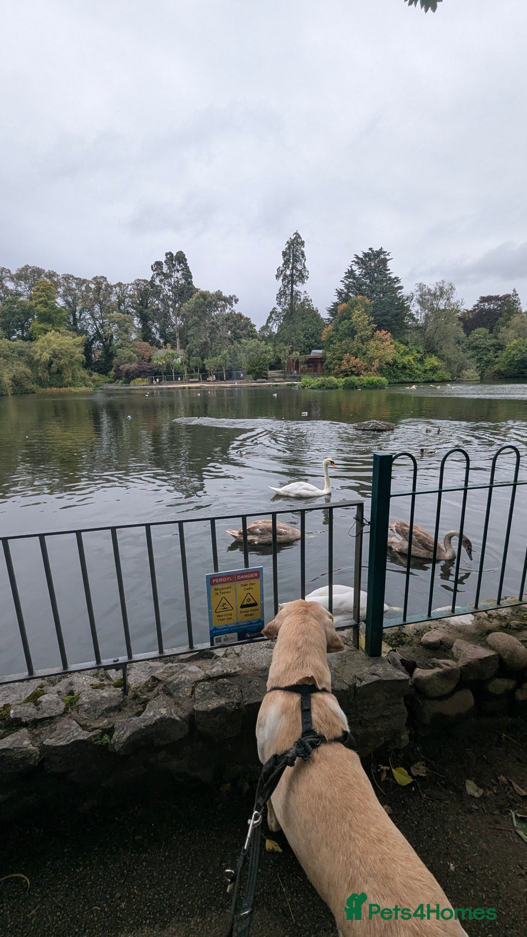 Labrador Retriever dogs for stud: Large male  - Advert 3