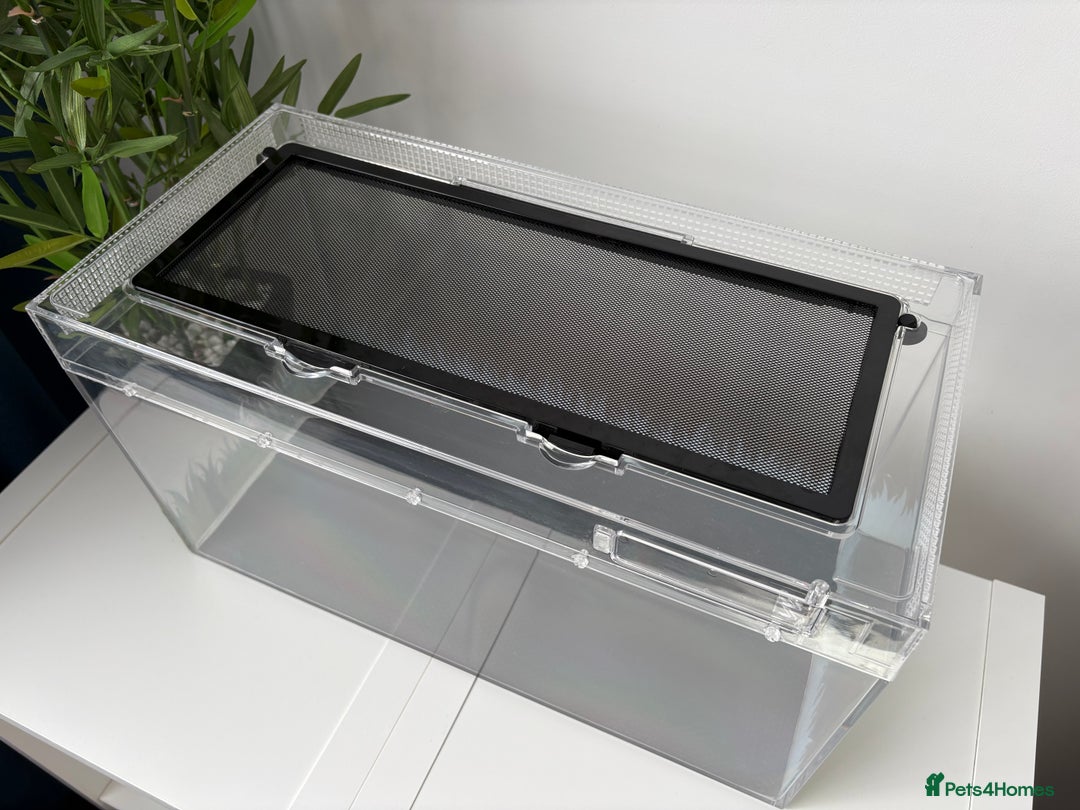 Bearded Dragon reptiles for sale: Young Dragon + Premium Setup *No Offers* Save £££ - Advert 4