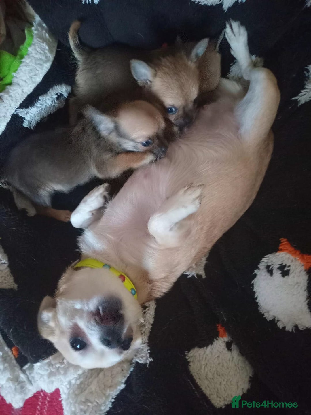 Chihuahua dogs for sale: Three smooth haired boys  - Advert 1