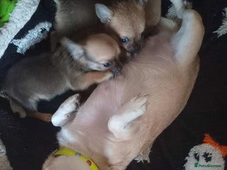 Chihuahua dogs Three smooth haired boys - Advert 3