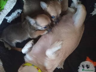 Chihuahua dogs Three smooth haired boys - Advert 14