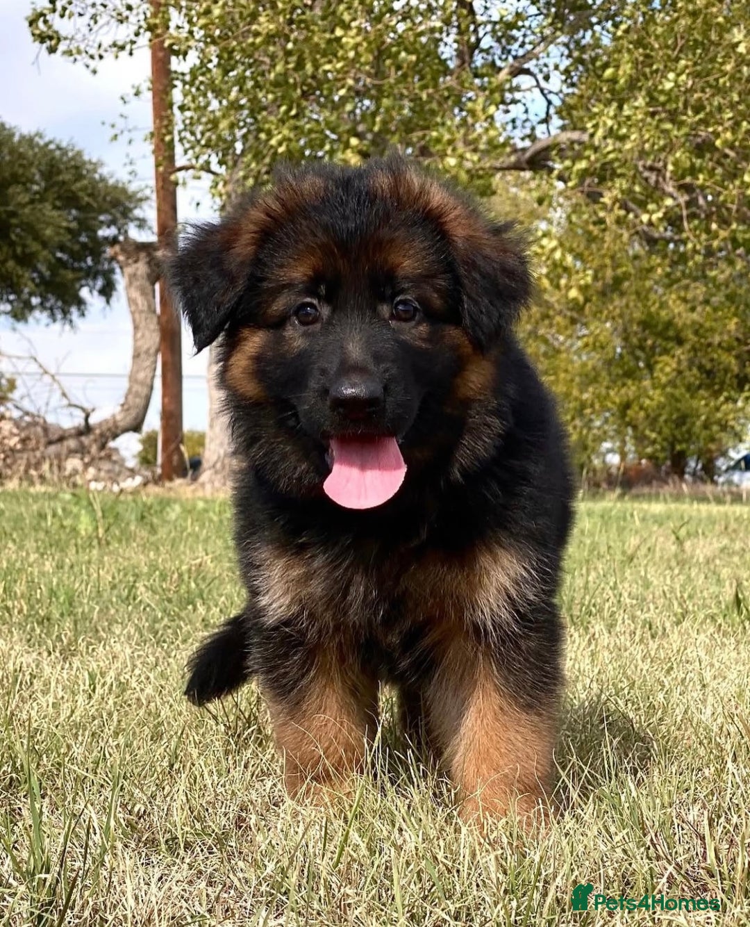 German Shepherd dogs for sale: Guardian German Shepherd Dogs!!! - Image 2