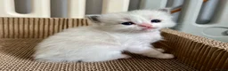 Ragdoll cats for sale: Purebred Ragdolls Kittens in Bournemouth - Advert 24