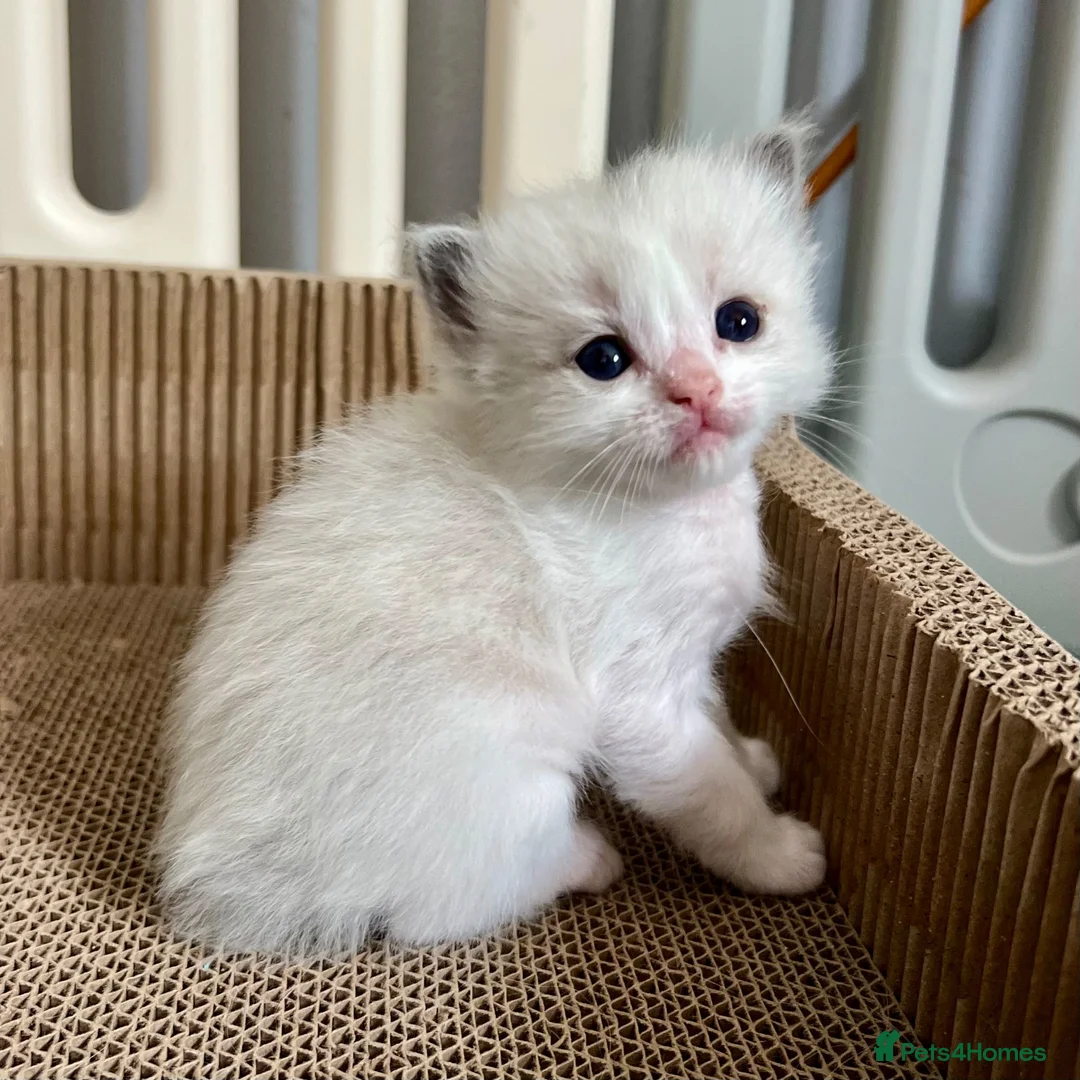 Ragdoll cats for sale: Purebred Ragdolls Kittens in Bournemouth - Advert 24