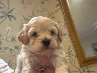 Maltipoo dogs Maltipoo pups - Advert 18