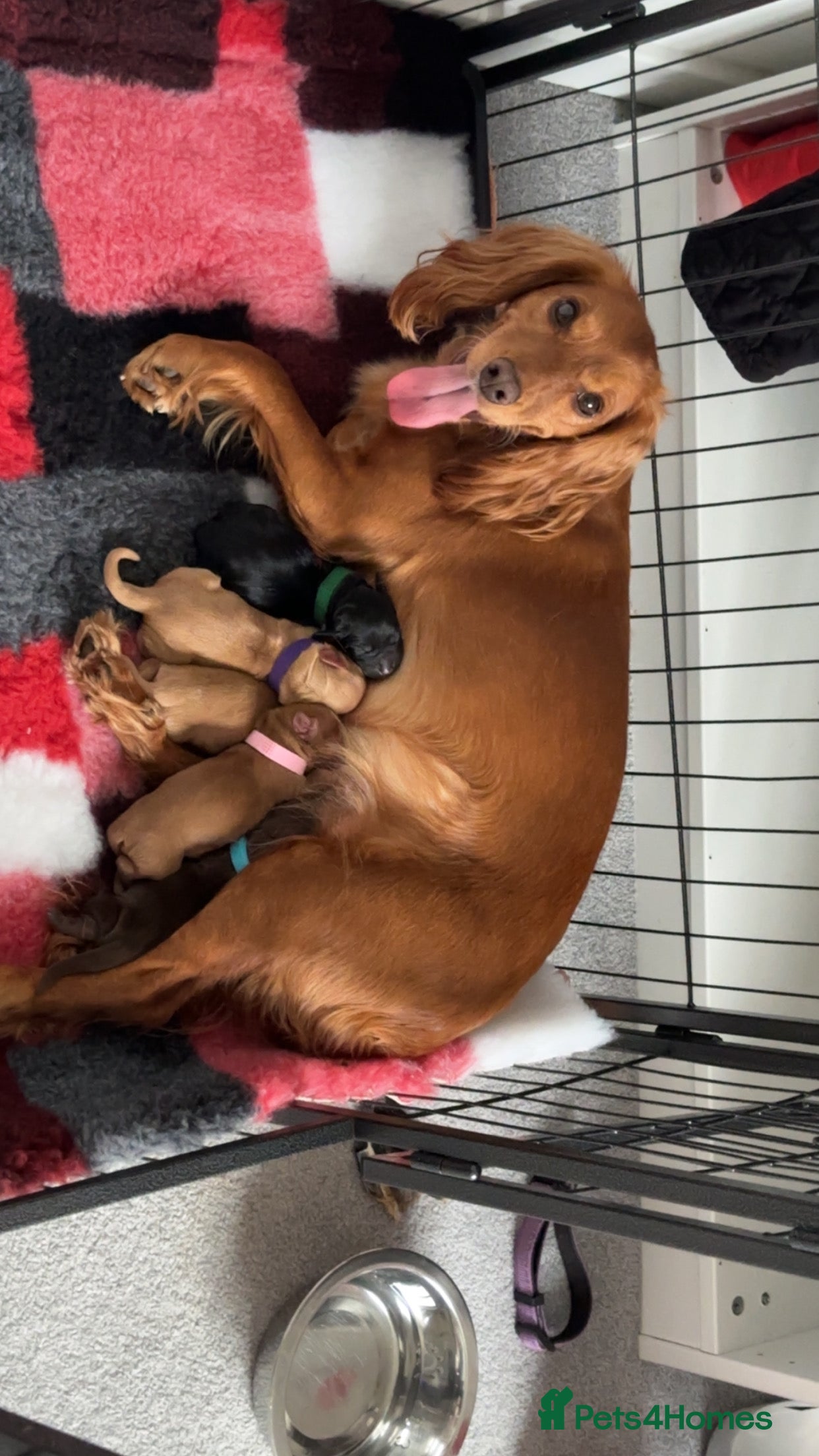 Cocker Spaniel dogs Cocker Spaniel puppies  - Advert 17