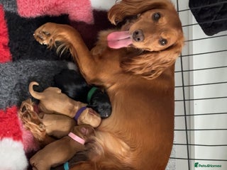 Cocker Spaniel dogs Cocker Spaniel puppies - Advert 1