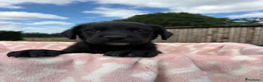 Springador 6
