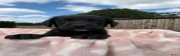 Springador dogs for sale: Beautiful springador puppies  - Advert 6