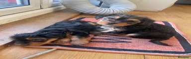 Yorkshire Terrier 5