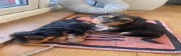 Yorkshire Terrier dogs for sale:  5- Adorable Yorkshire Terrier Puppies  in Croydon - Advert 2